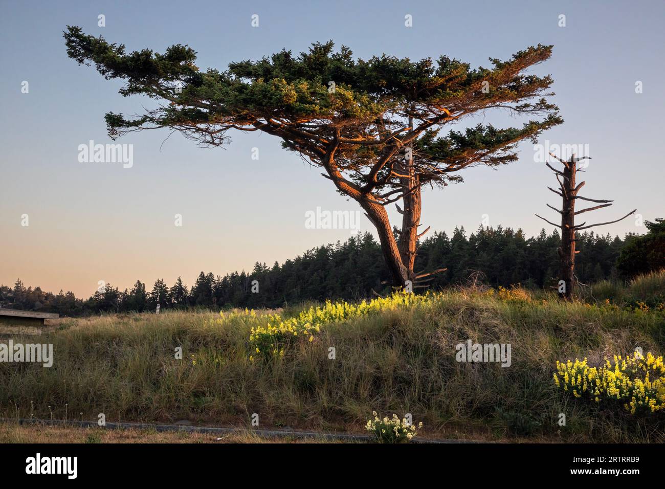 WA23630-00...WASHINGTON - Un arbre sculpté par le vent au coucher du soleil avec du lupin jaune et blanc dans le fort Worden State Park. Banque D'Images