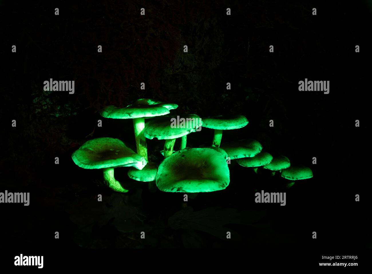 Tête de soufre dans la lumière UV, champignon dans la lumière UV, espèce Hypholoma Banque D'Images