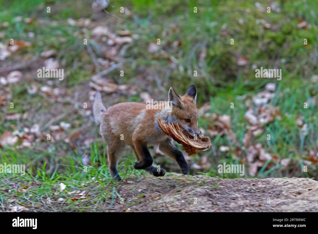 Renard roux (Vulpes vulpes) avec une aile de poulet, kit Red Fox avec aile de poulet Banque D'Images