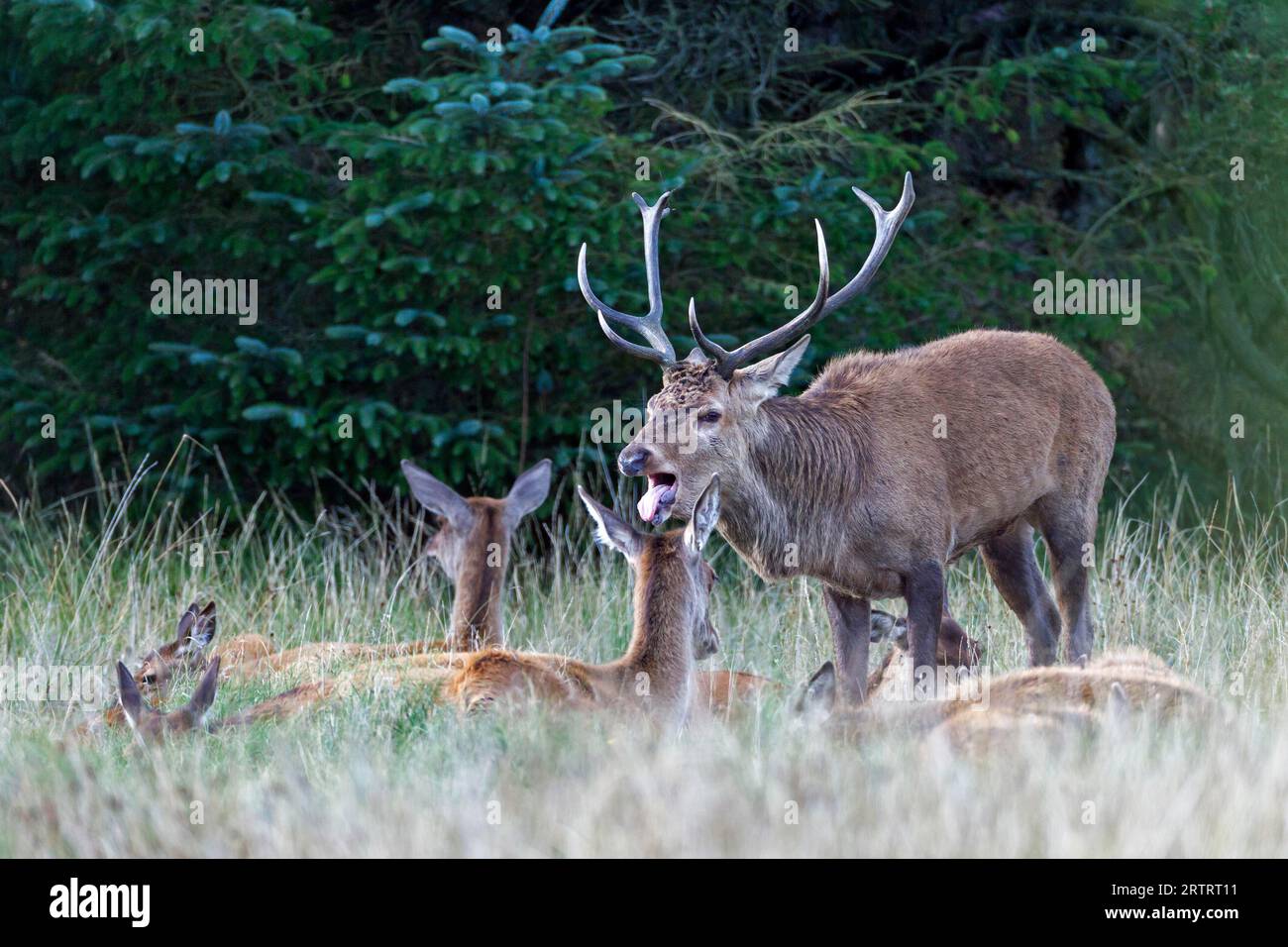 Cerf rouge avec femelle Banque D'Images