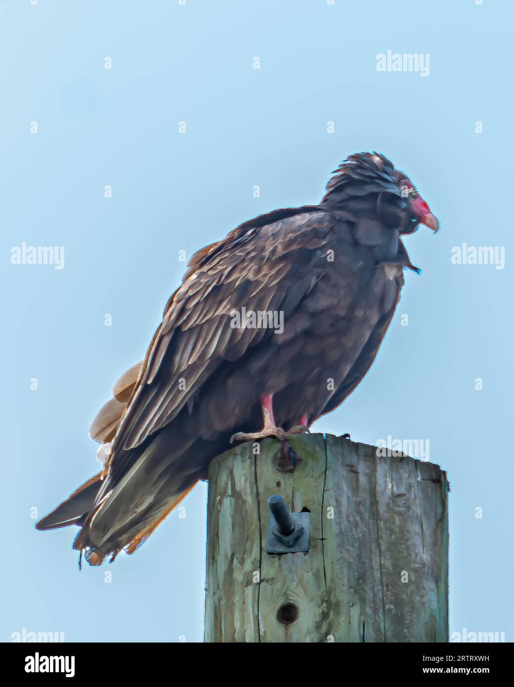 Turquie Vulture survolant les prairies à la recherche de nourriture. Il vole silencieusement sur ses larges ailes. Banque D'Images