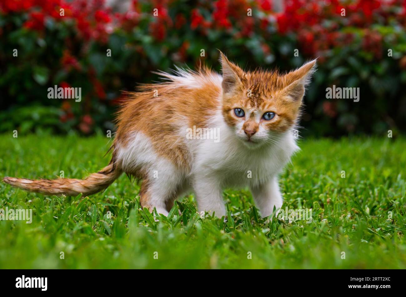 Un bébé chaton orange aux yeux bleus dans un parc, Kennedy Park Lima, PÉROU en octobre 2015 Banque D'Images