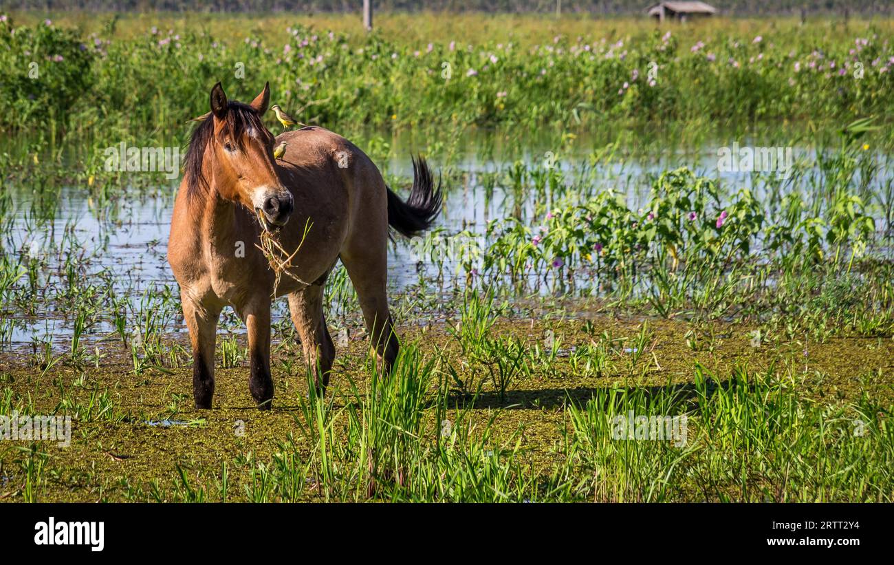 Portrait d'un cheval avec deux oiseaux assis sur son dos dans les zones humides du Pantanal Banque D'Images