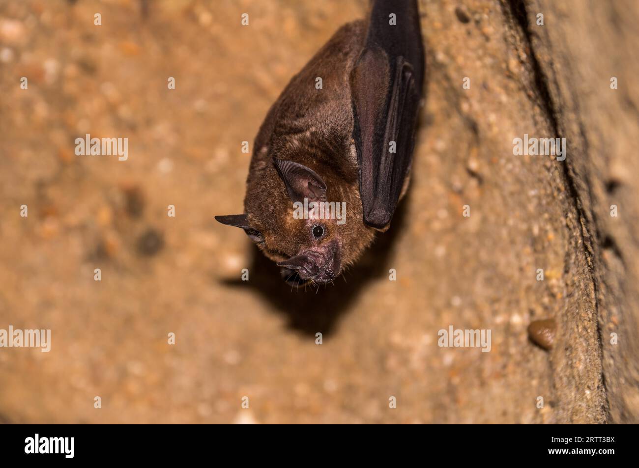 Cute bat pendant du plafond d'une grotte sombre Banque D'Images