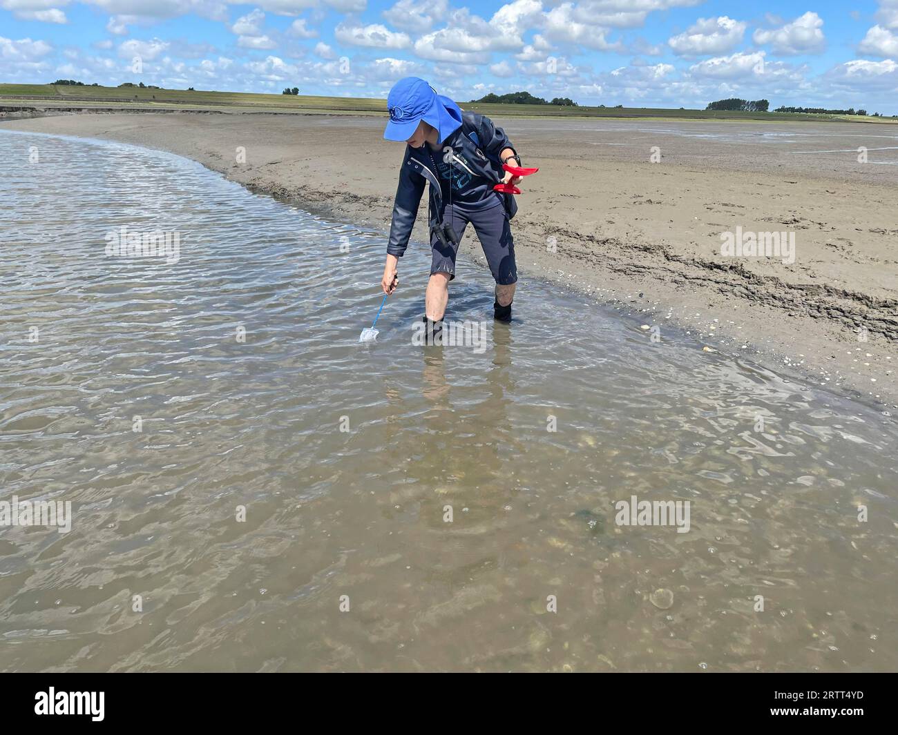 Promenade en plaine boueuse, les jeunes attrapent des crevettes brunes (Crangon crangon) dans la plaine de marée, mer des Wadden, marée basse, parc national, site du patrimoine mondial de l'UNESCO Banque D'Images