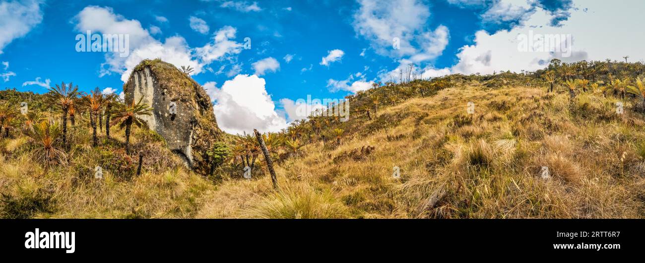 Vue panoramique sur les palmiers, l'herbe et le grand rocher au sommet de la montagne à Trikora, Papouasie, Indonésie. C'est un endroit très éloigné, rarement visité par les gens Banque D'Images