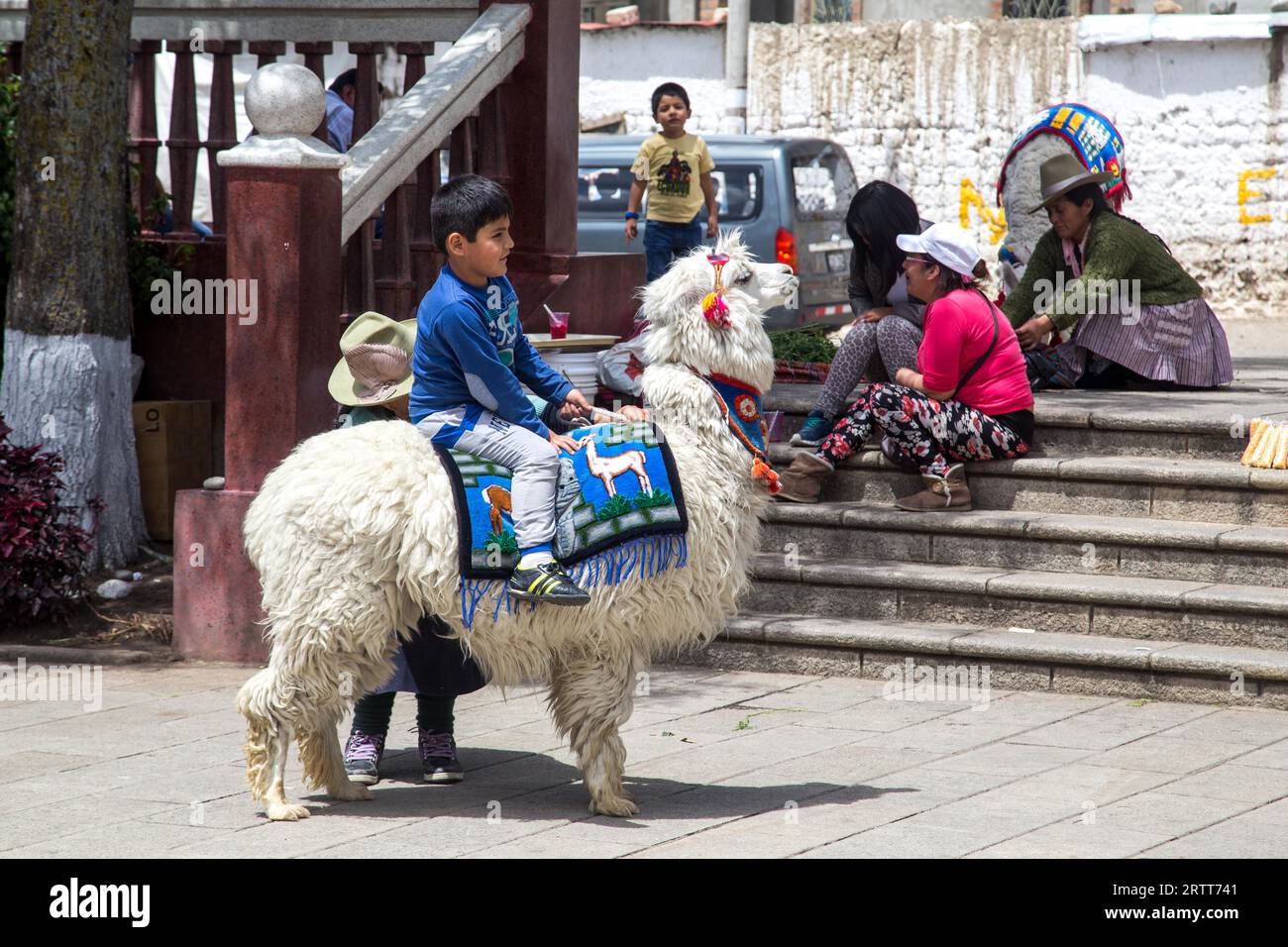 Huaraz, Pérou, 20 septembre 2015 : un enfant assis à l'arrière d'un alpaga blanc Banque D'Images