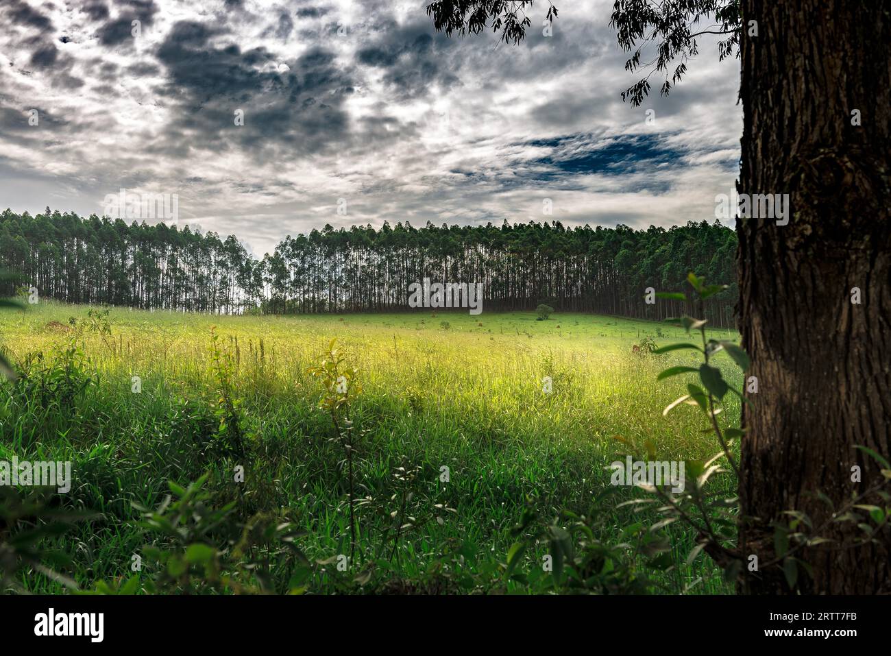 Forêt d'eucalyptus au Brésil. Son utilisés pour l'industrie du papier et d'autres Banque D'Images