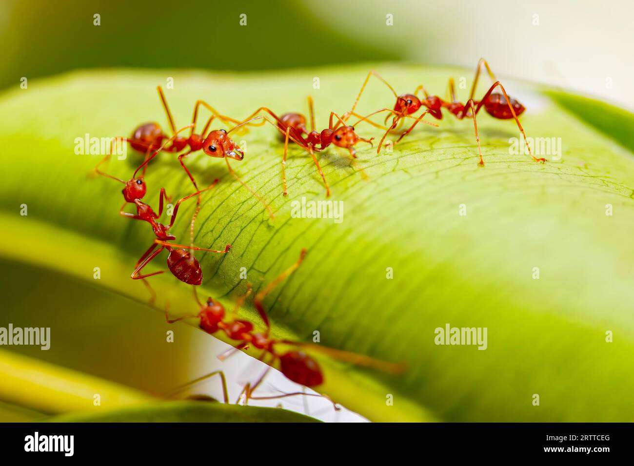 Explorez le monde complexe des fourmis de feu de près avec cette photo macro captivante sur une feuille Banque D'Images