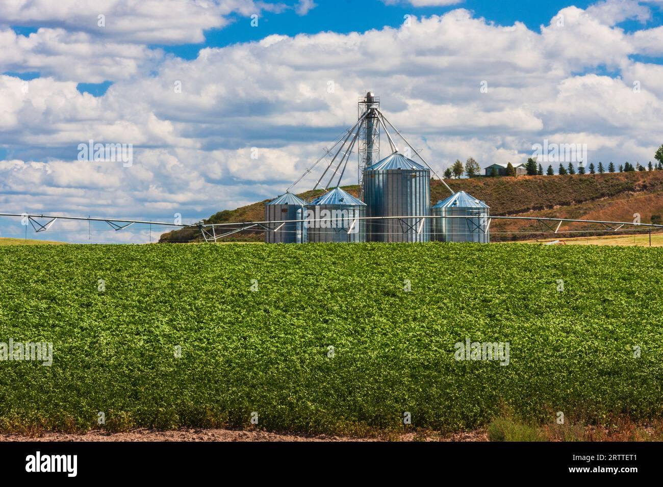 Pomme de terre à l'Est de l'Idaho. L'irrigation extensive est nécessaire pour l'agriculture dans l'Idaho, de sorte que les rivières de déterminer où l'agriculture est possible. Dans l'Est Banque D'Images