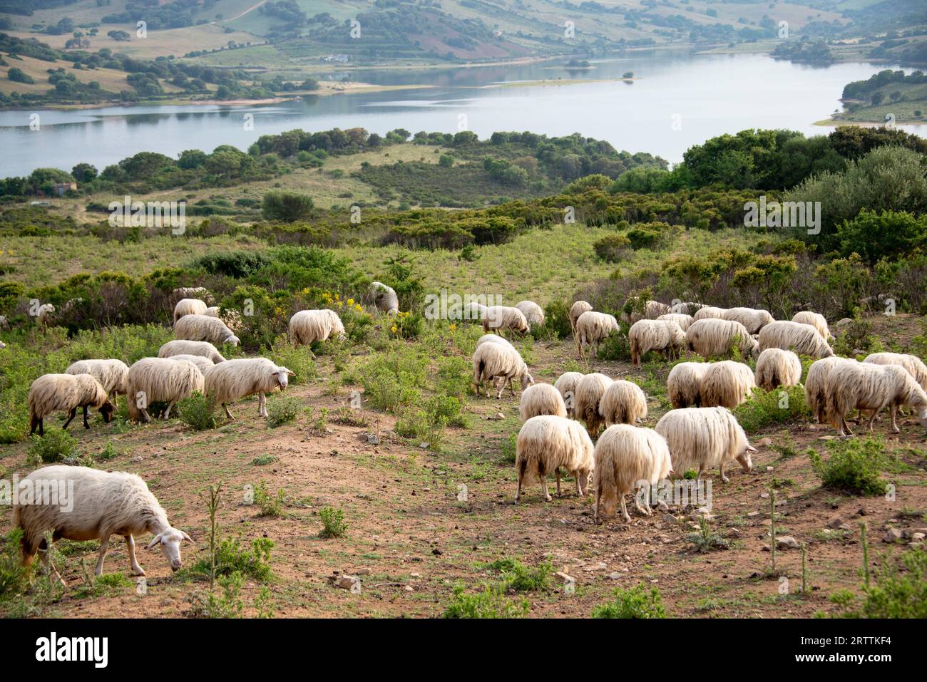 Pâturage des moutons en Sardaigne - Italie Banque D'Images