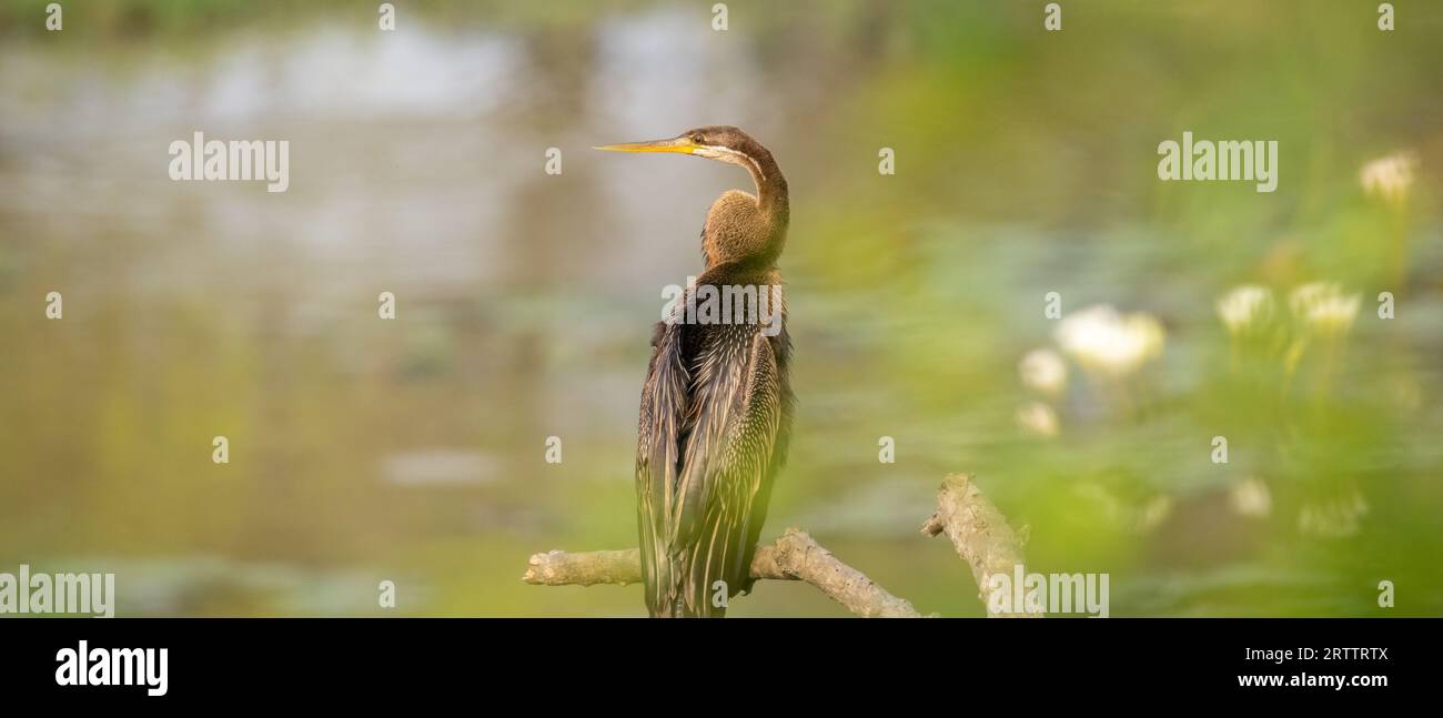 Photographie de profil de dard oriental en gros plan. Perche sur une branche près du point d'eau dans le parc national de Yala. Le magnifique oiseau a un long cou élancé Banque D'Images