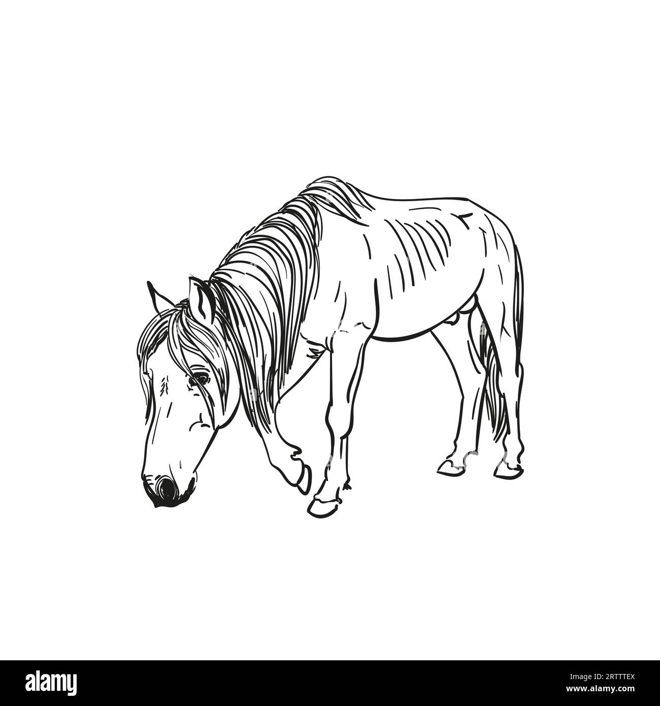 Croquis de cheval affamé avec des côtes saillantes marche lentement avec la tête vers le bas, portrait en longueur isolé en noir et blanc illustration dessinée à la main vectorielle Illustration de Vecteur