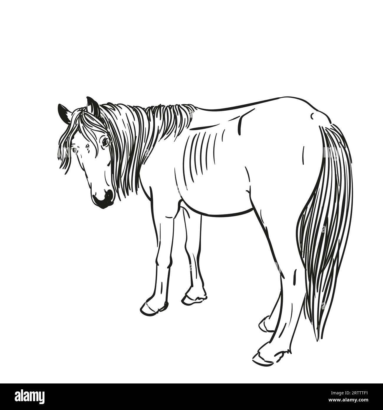 Croquis de cheval affamé avec des côtes saillantes tourné sa tête pour regarder en arrière, portrait en longueur isolé illustration dessinée à la main en noir et blanc vecteur Illustration de Vecteur