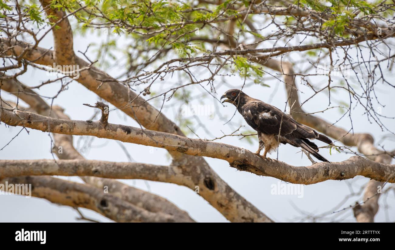 Perche d'oiseau mâle buzzard de miel à crête sur une branche d'arbre, appels bruyants, bec ouvert. Banque D'Images