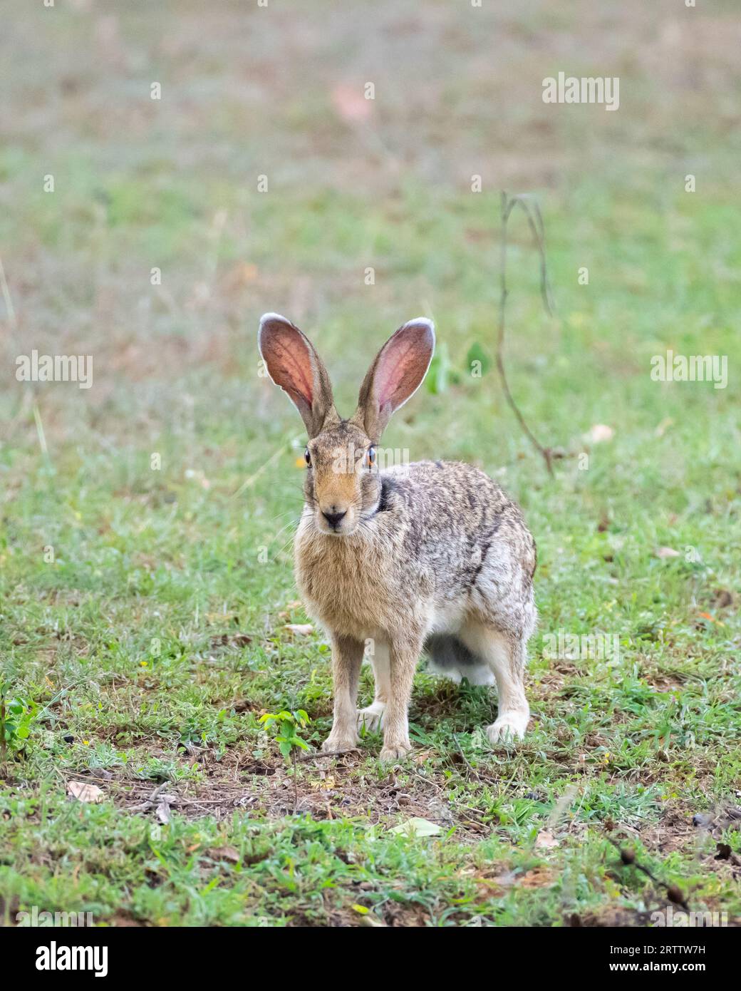 Photographie de profil Indian Hare en gros plan, lièvre vigilant sur le champ d'herbe, longues oreilles vers le haut vue de face. Banque D'Images