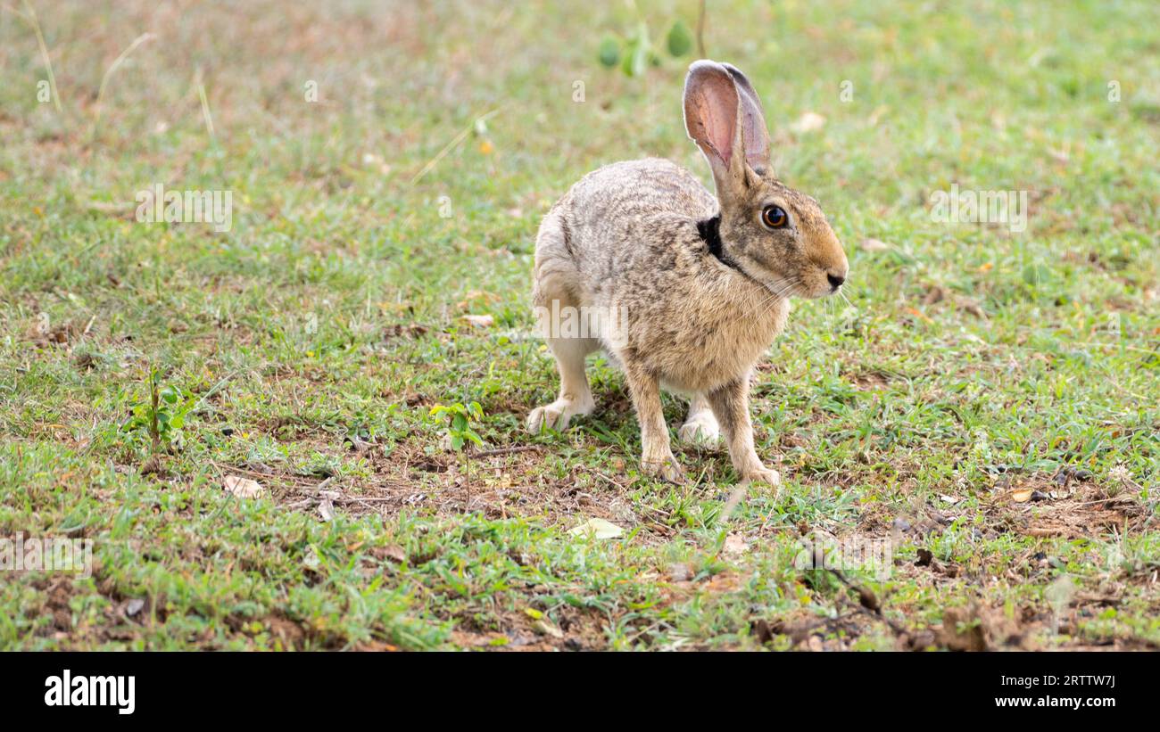 Photographie de profil Indian Hare en gros plan, lièvre vigilant sur le champ d'herbe, longues oreilles vers le haut. Banque D'Images