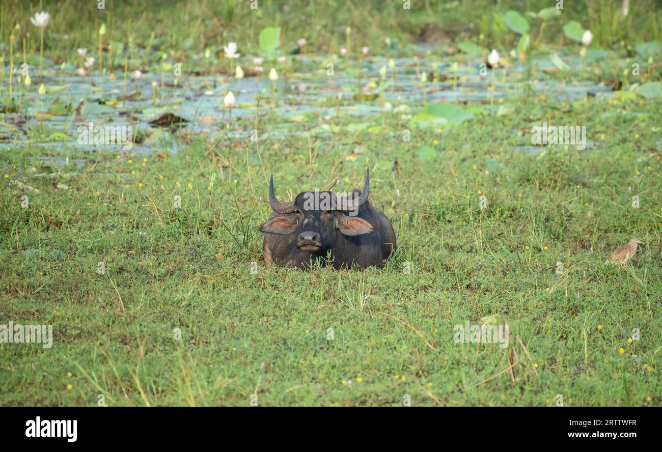 Le buffle d'eau sauvage se refroidit dans la boue au parc national de Yala. Banque D'Images