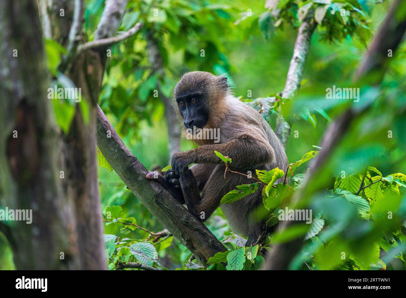 Jeune singe foreur, Mandrillus leucophaeus, assis sur la branche de l'arbre Banque D'Images