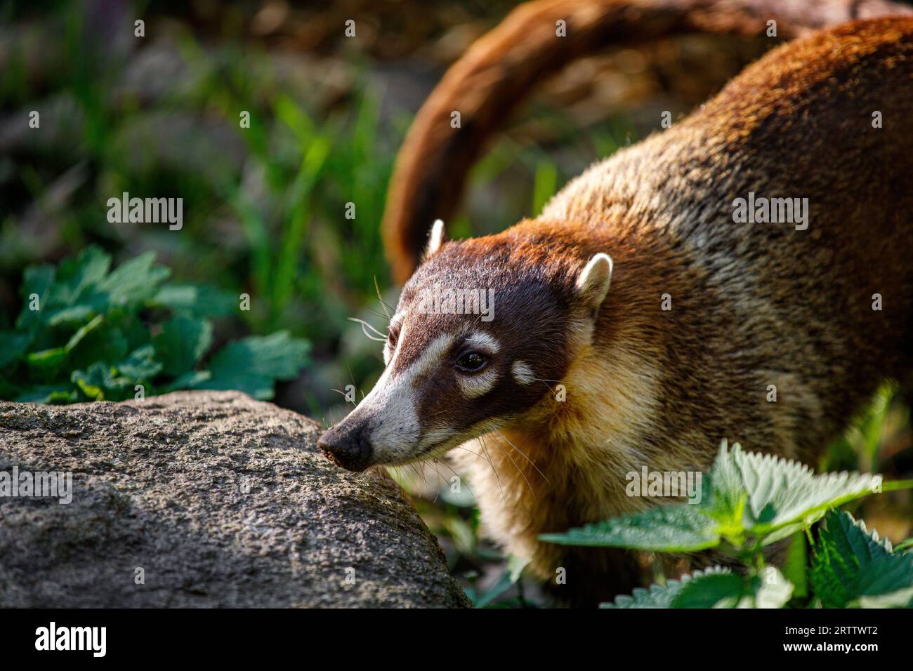 Portrait de coati à nez blanc adulte, Nasua narica, coatimundi Banque D'Images