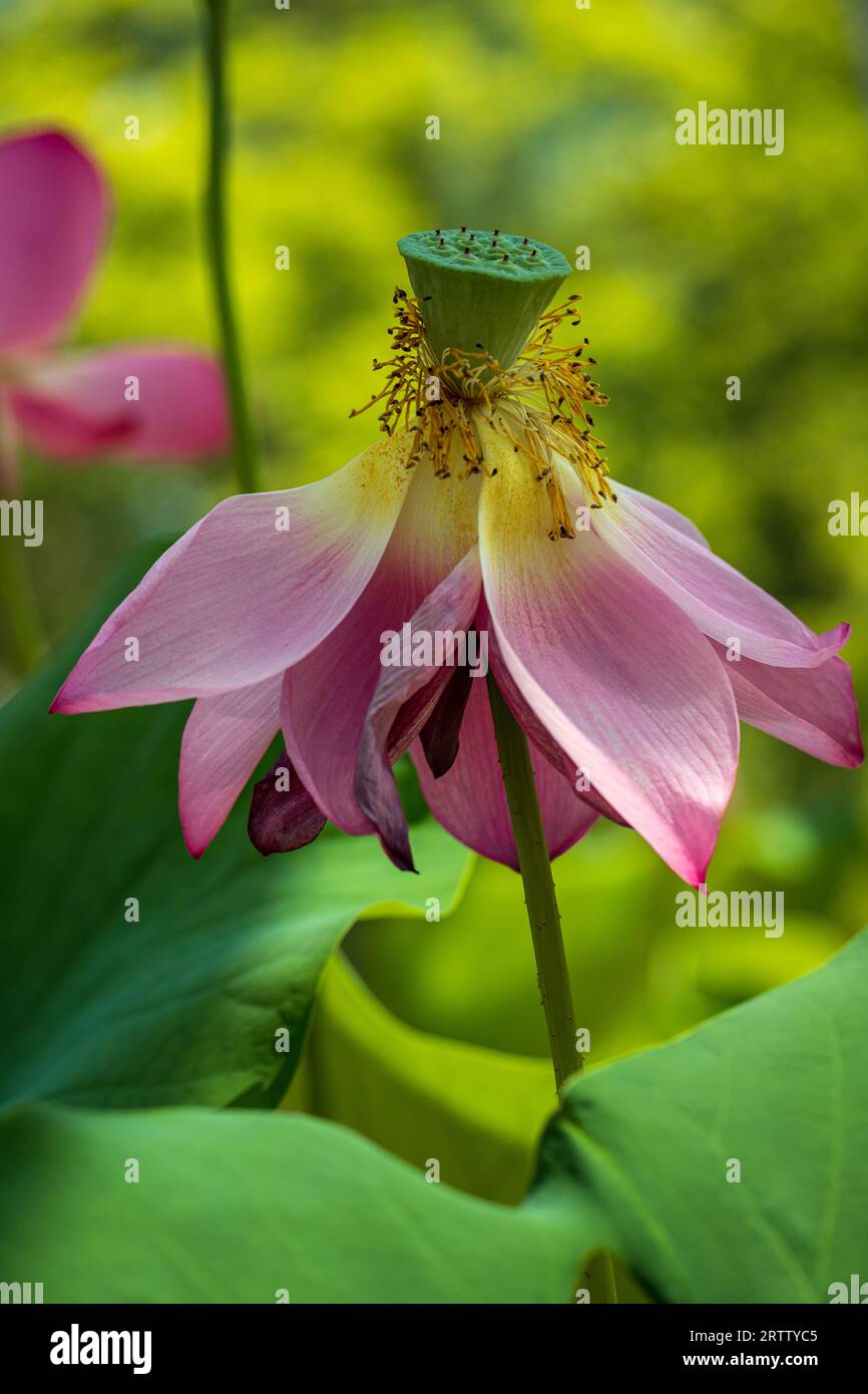 Gros plan de fleur de Lotus rose Nelumbo nucifera sur le fond vert. Photographie de nature vivante. Banque D'Images