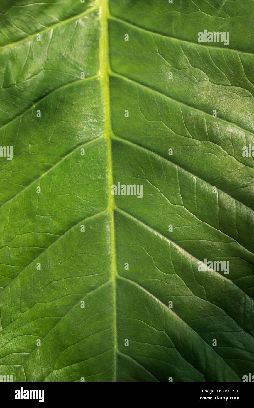 Gros plan de Xanthosoma sagittifolium, l'oreille d'éléphant à feuilles arrosées, le malanga ou le taro américain Banque D'Images