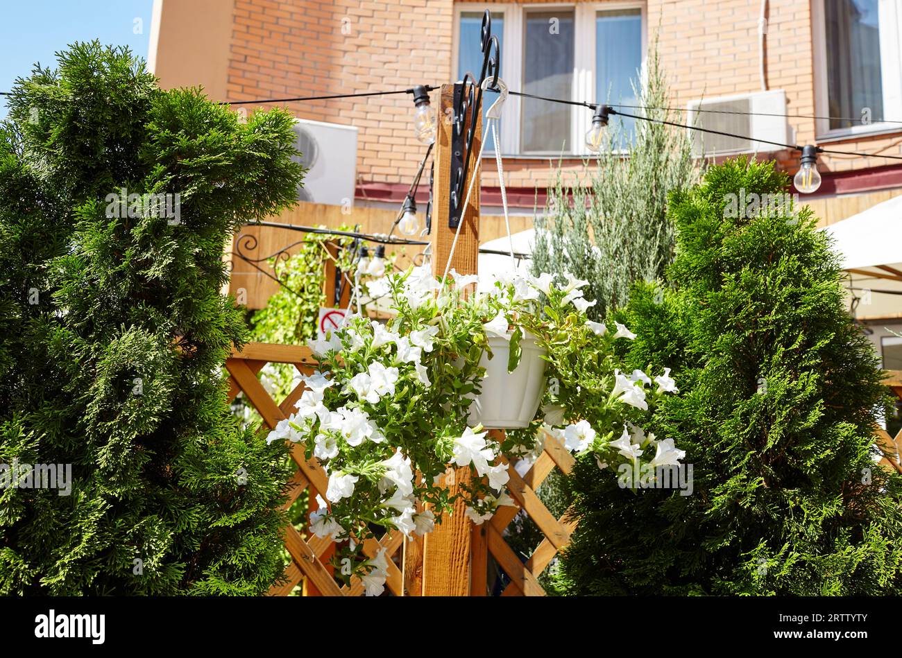 Pétunias blanches accrochées dans le pot. Jardins communs colorés luxuriants à fleurs près du café de la ville. Mise au point sélective Banque D'Images
