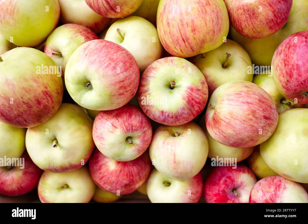 Bouquet de pommes fraîches bio sur un marché. Vue aérienne de pommes biologiques fraîches. Concept d'alimentation saine Banque D'Images
