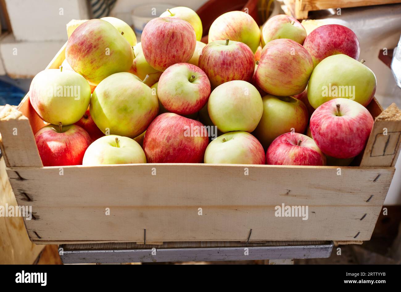 Caisse en bois pleine de pommes fraîches. Vue de dessus du concept de récolte de pommes fraîches biologiques Banque D'Images