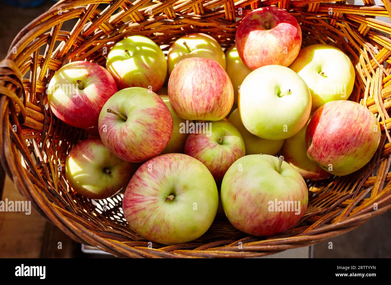 Panier en bois plein de pommes fraîches. Vue de dessus du concept de récolte de pommes fraîches biologiques Banque D'Images