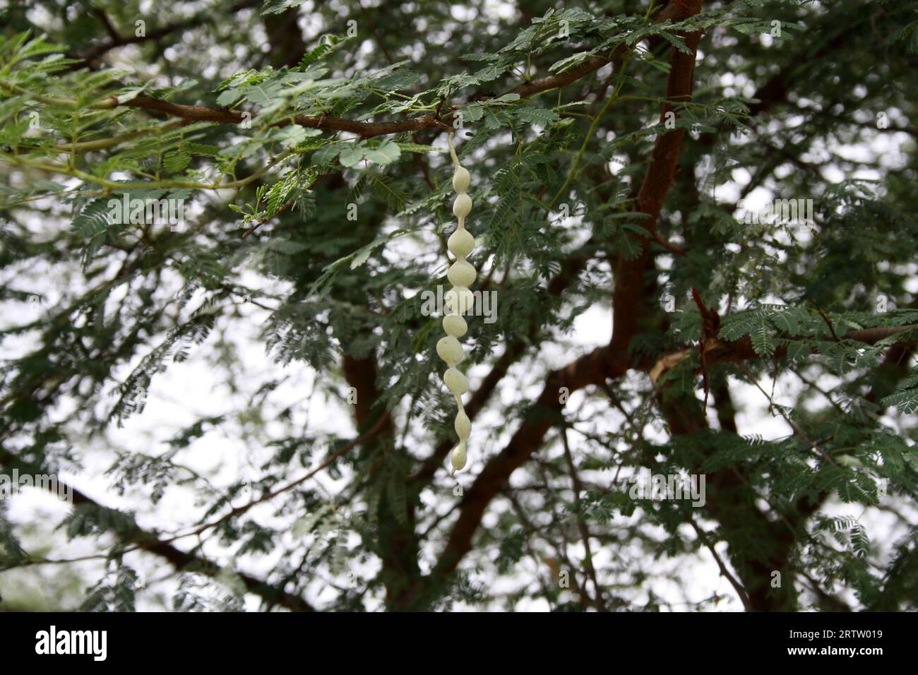 Gousses immatures sur gomme arabique (Acacia nilotica) : (pix Sanjiv Shukla) Banque D'Images