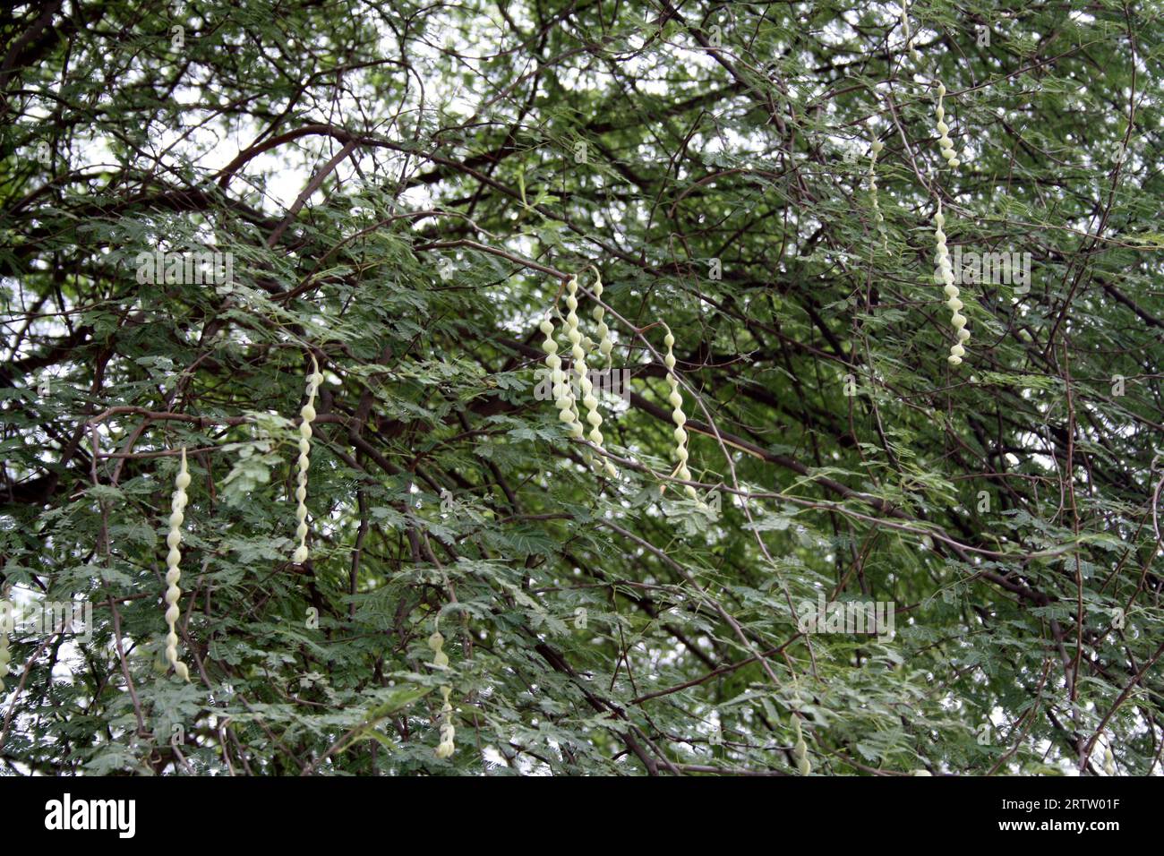 Gousses immatures sur gomme arabique (Acacia nilotica) : (pix Sanjiv Shukla) Banque D'Images