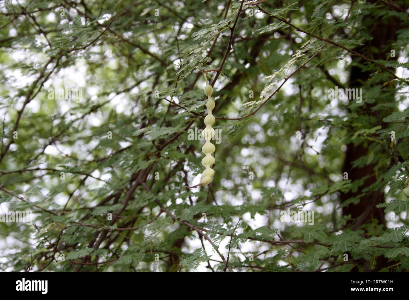 Gousses immatures sur gomme arabique (Acacia nilotica) : (pix Sanjiv Shukla) Banque D'Images