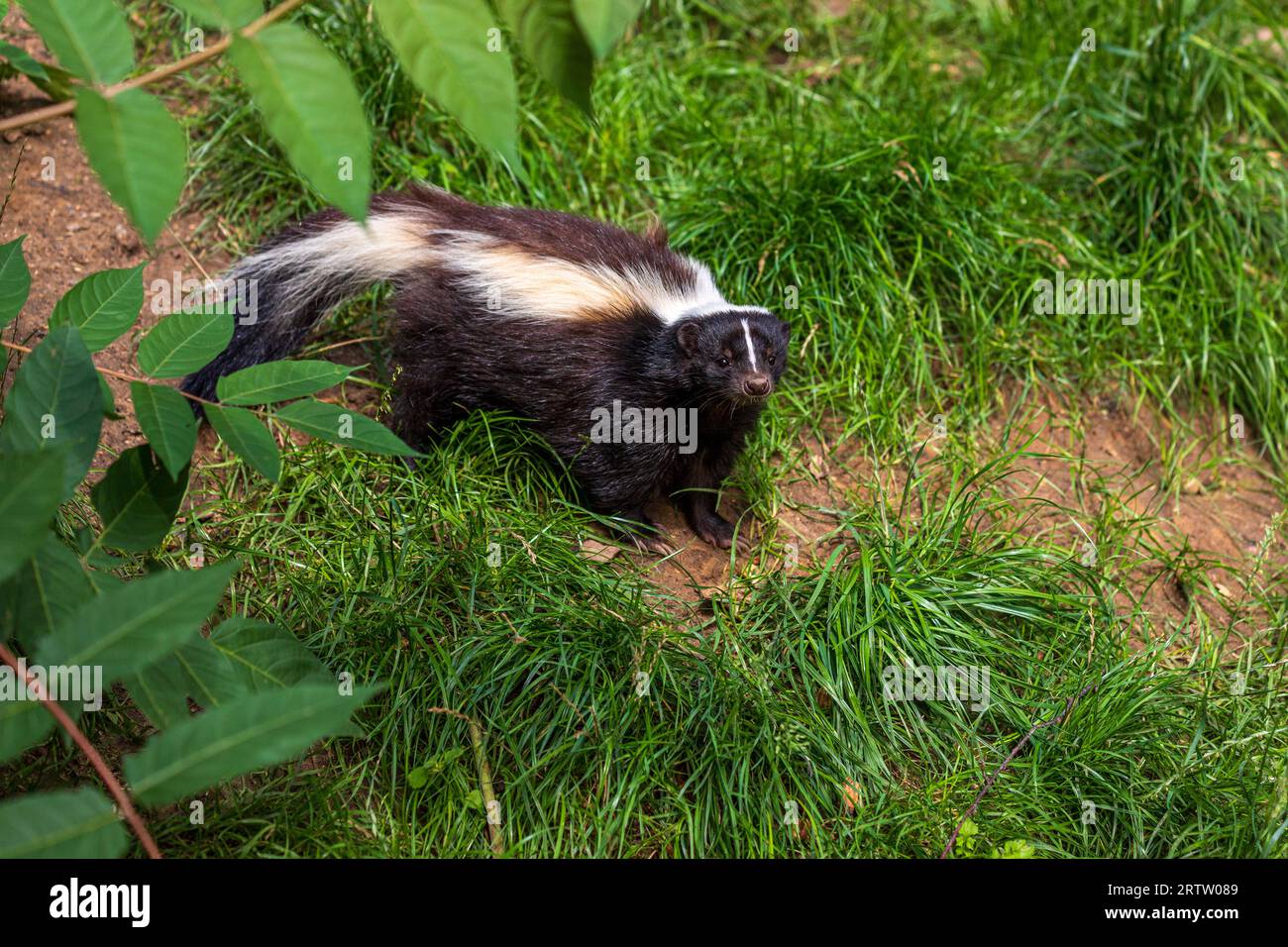 skunk rayé, Mephitis Mephitis, dans la forêt d'été Banque D'Images
