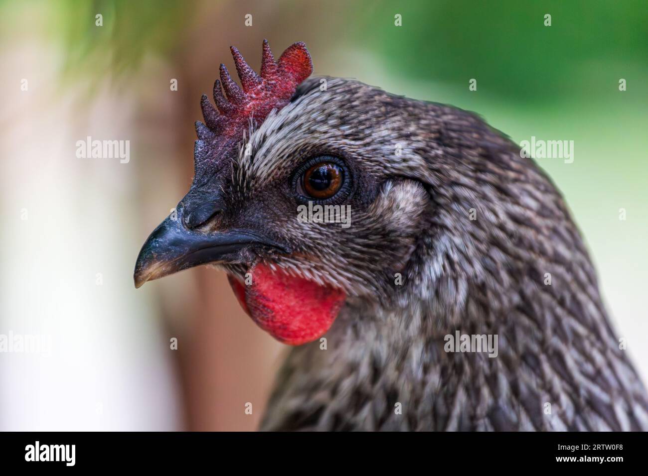 Portrait de poulet de poule grise à la ferme Banque D'Images