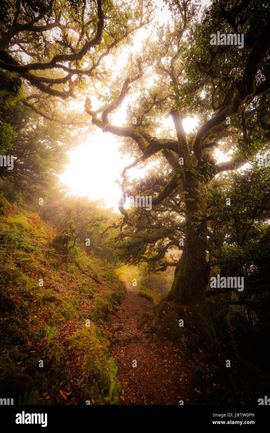 Vue panoramique d'un sentier à travers la forêt Fanal à Madère, au Portugal, avec des lauriers envahis effrayants, comme une scène d'un film d'horreur effrayant Banque D'Images