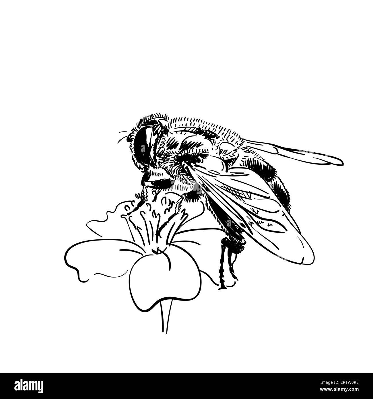 Dessin d'abeille sur fleur, dessin vectoriel dessin à la main illustration isolée Illustration de Vecteur