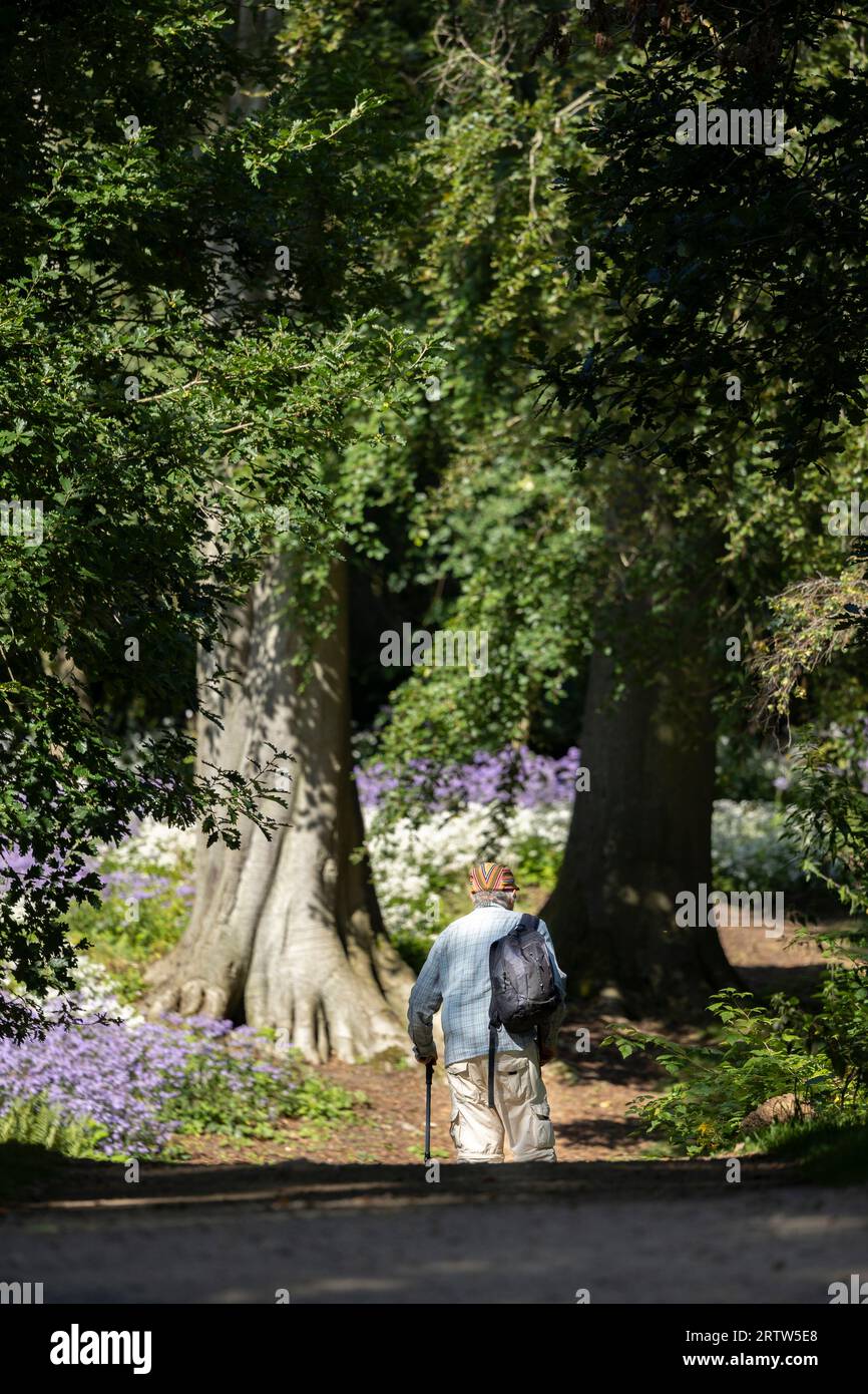 Homme âgé marchant avec la canne à la main derrière son dos. Vieil homme avec canne profitant de la promenade dans le parc de la ville d'automne Banque D'Images