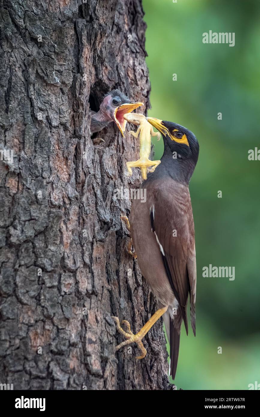 Un grand lézard comme repas pour les mynas. Chandigarh, Inde : des images ÉTONNANTES d'une maman myna nourrissant un grand lézard à son poussin affamé ont été capturées.The Banque D'Images