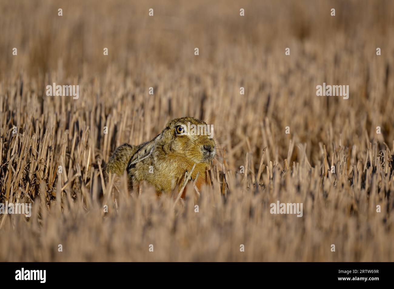 Lièvre brun Lepus europaeus caché dans un champ stuuble, North Norfolk, Royaume-Uni Banque D'Images