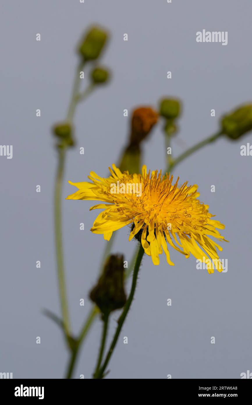 Une variété de pissenlit Taraxacum officinale poussant sur les terres agricoles North Norfolk, Royaume-Uni Banque D'Images
