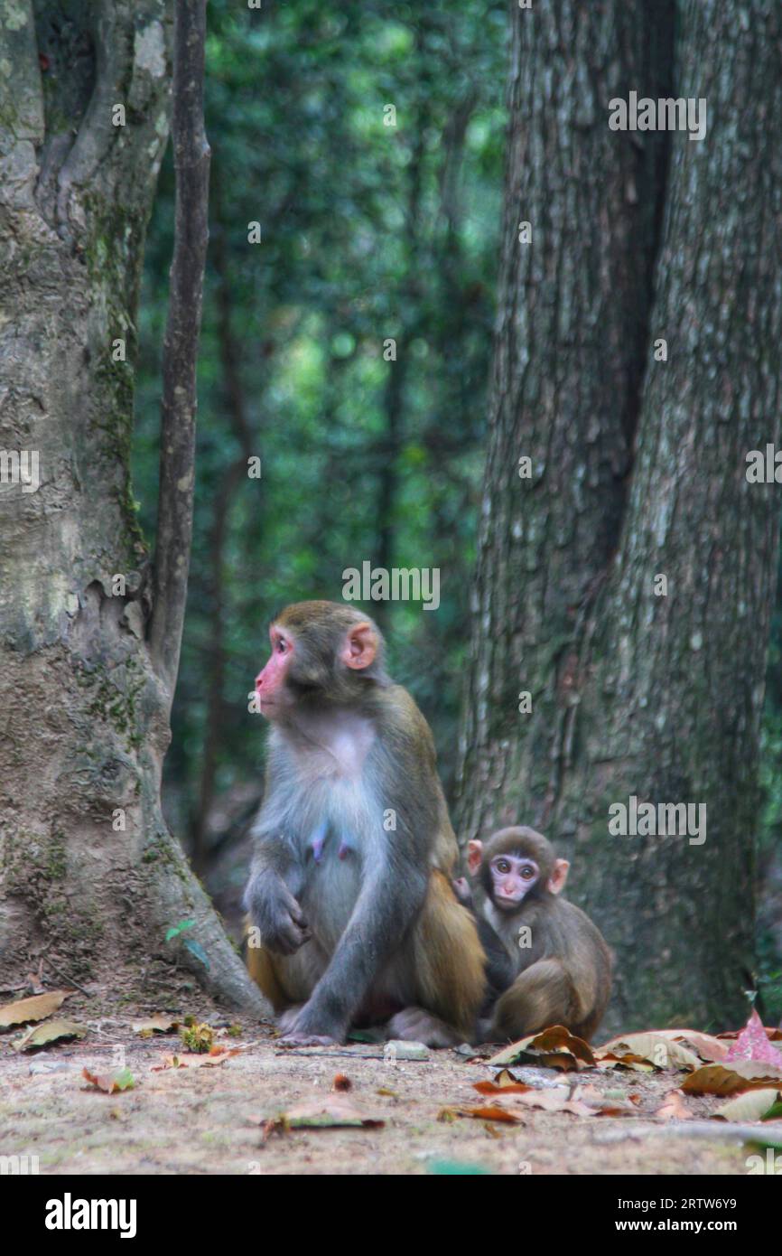 Capturez la vue enchanteresse des singes prospères dans la splendeur des longues montagnes de Chine. Un véritable témoignage de la beauté de la nature Banque D'Images