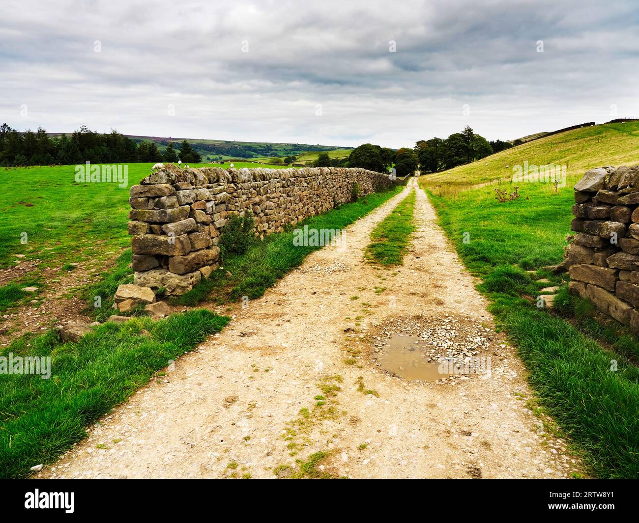 Le Nidderdale Way suit une route rugueuse vers Bewerley près de Hillend Nidderdale AONB North Yorkshire England Banque D'Images