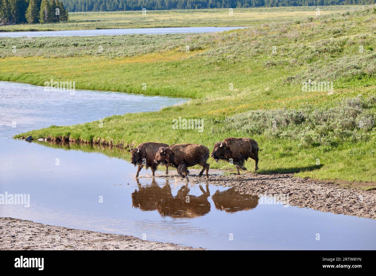 Amerikanisches Bison (Bos bison), Yellowstone-Nationalpark, Wyoming, Vereinigte Staaten von Amerika | bison américain (Bison bison), Yellowstone Nationa Banque D'Images