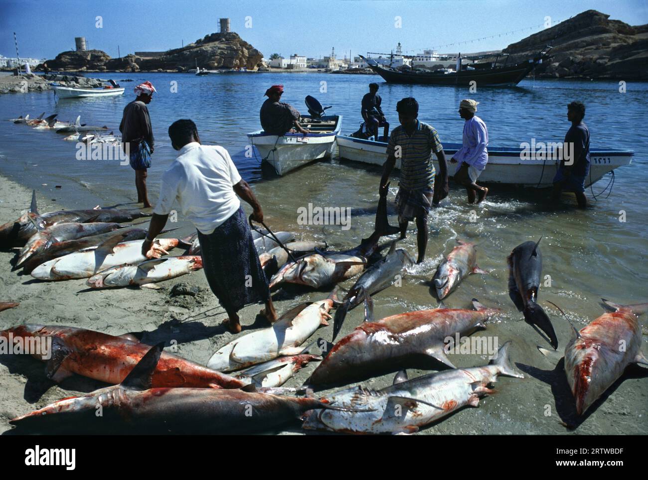 Pêche aux requins à sur Banque D'Images