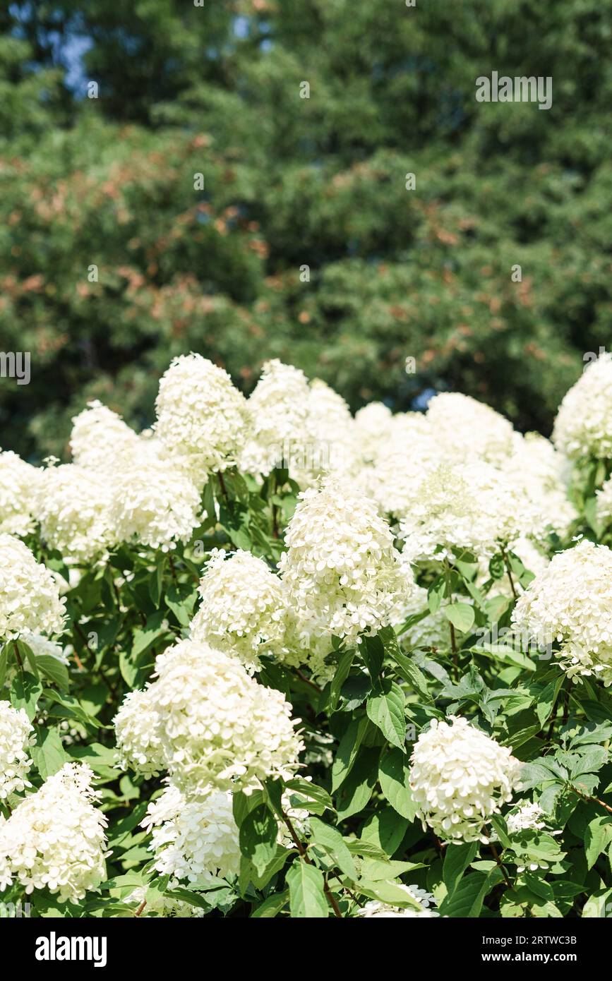 Un gros plan d'un buisson d'hortensia blanc en floraison estivale Banque D'Images