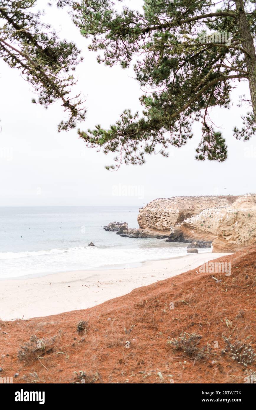 Des aiguilles de pin rouge recouvrent le sol près d'une plage californienne Banque D'Images