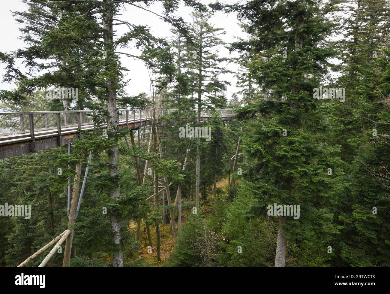 Le Baumwipfelpfad Schwarzwald, à Bad Wildbad, Bade-Württemberg Banque D'Images