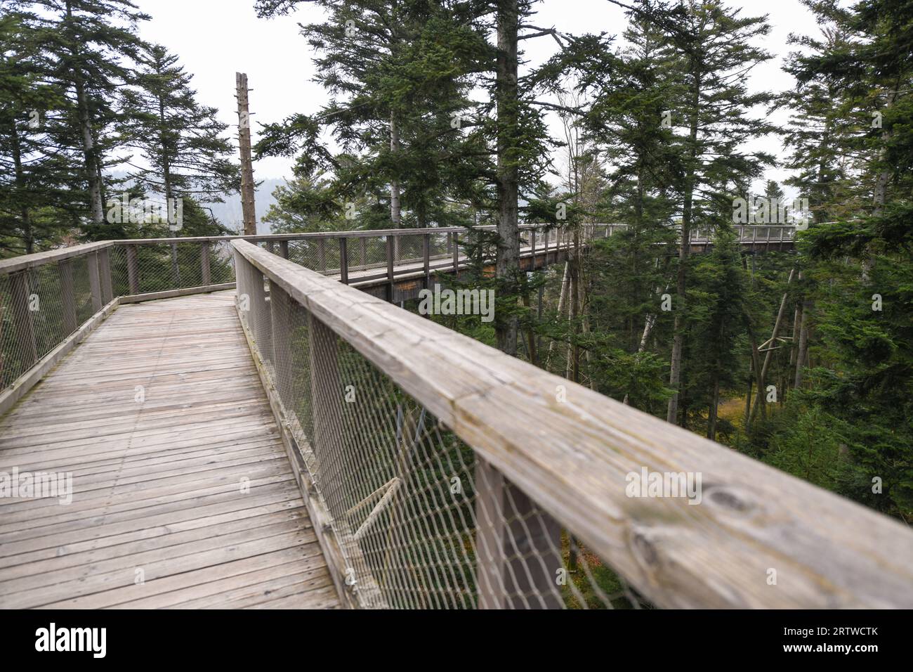 Le Baumwipfelpfad Schwarzwald, à Bad Wildbad, Bade-Württemberg Banque D'Images