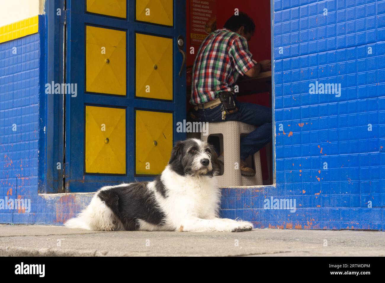 Chien errant noir et blanc duveteux se reposant sur un trottoir devant une porte de bâtiment peinte en bleu et jaune vif à Salento, Quindío, Colombie. Banque D'Images